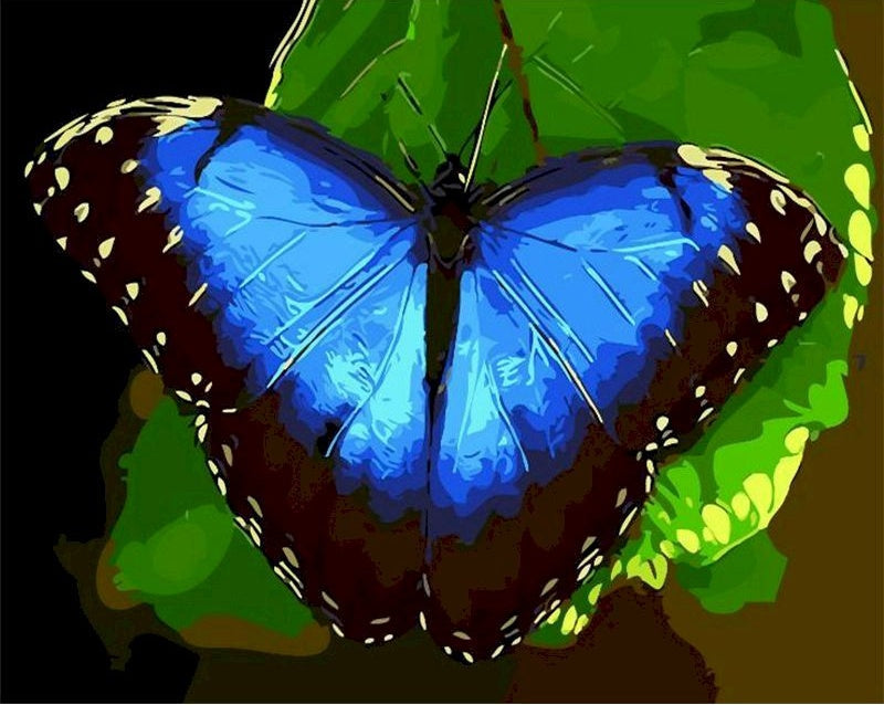 Animal Volador Mariposas Pintar por Números PBNBUTW008