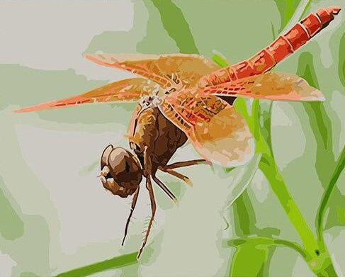 Animal Volador Pintar por Números PBNFLYW34