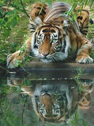 Animal Tigre Pintar por Números PBNTIGL46