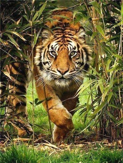 Animal Tigre Pintar por Números PBNTIGN13