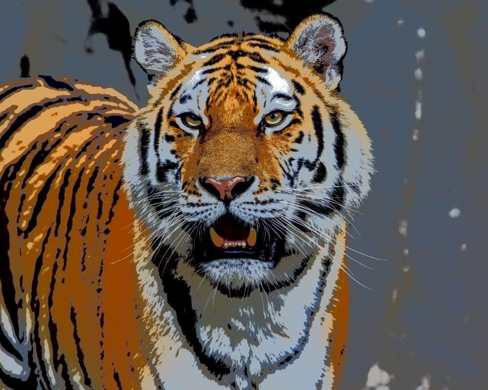 Animal Tigre Pintar por Números PBNTIGW39