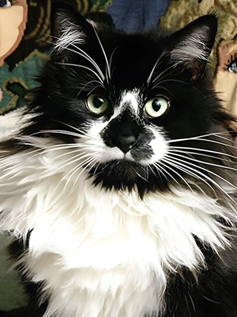 Gato Blanco y Negro Pintar por Números