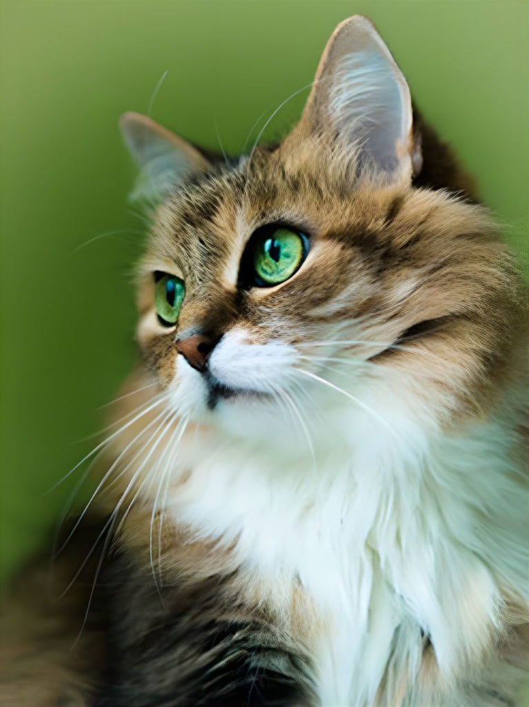 Gato con los Ojos Verdes Pintar por Números