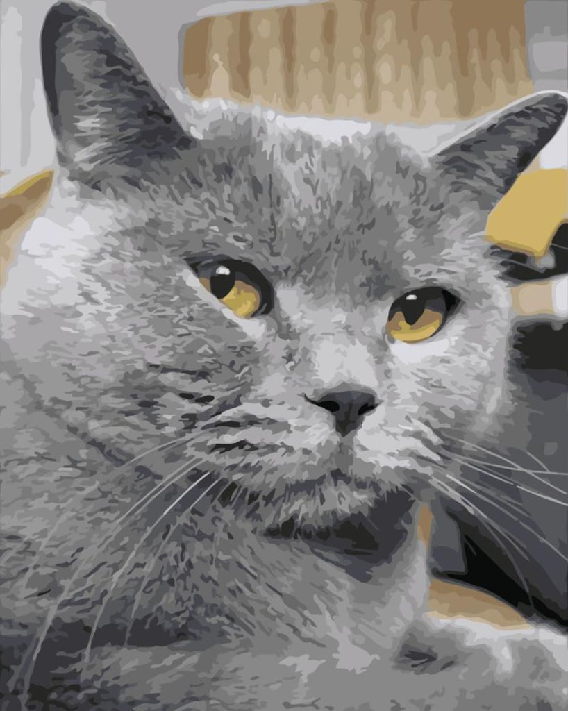 Gato Gris Pintar por Números