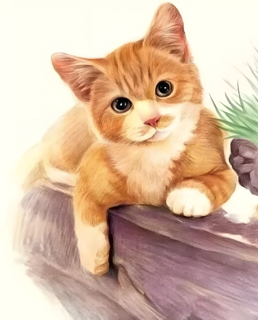 Gato Naranja Pequeño Pintar por Números