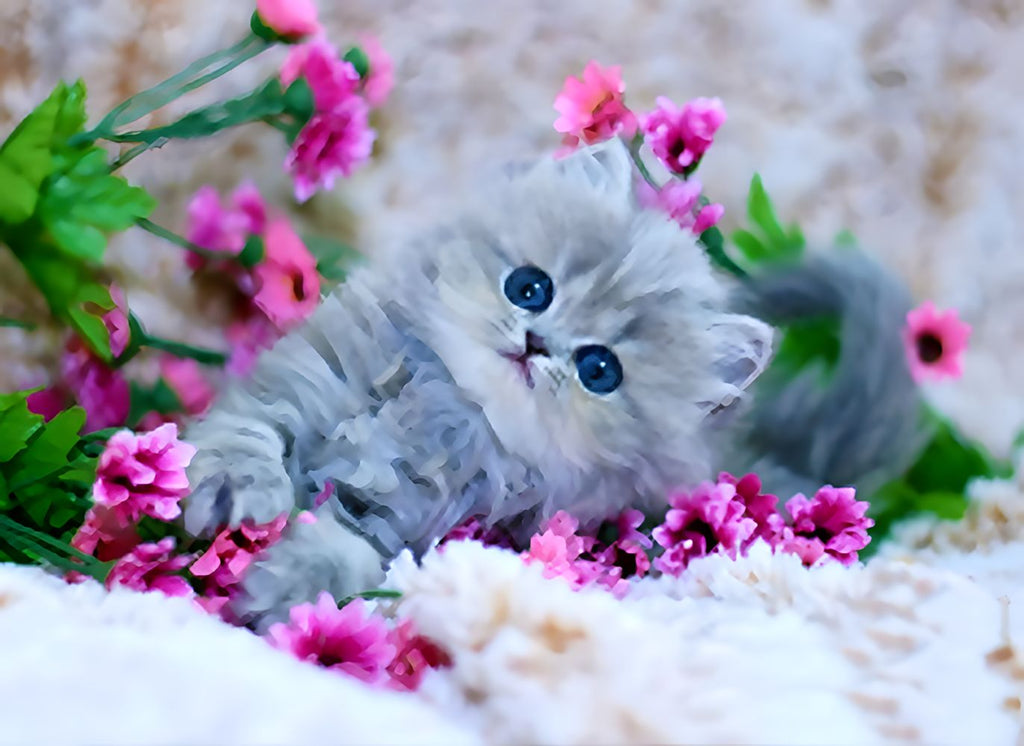 Gato Pequeño Rodeado de las Flores Pintar por Números