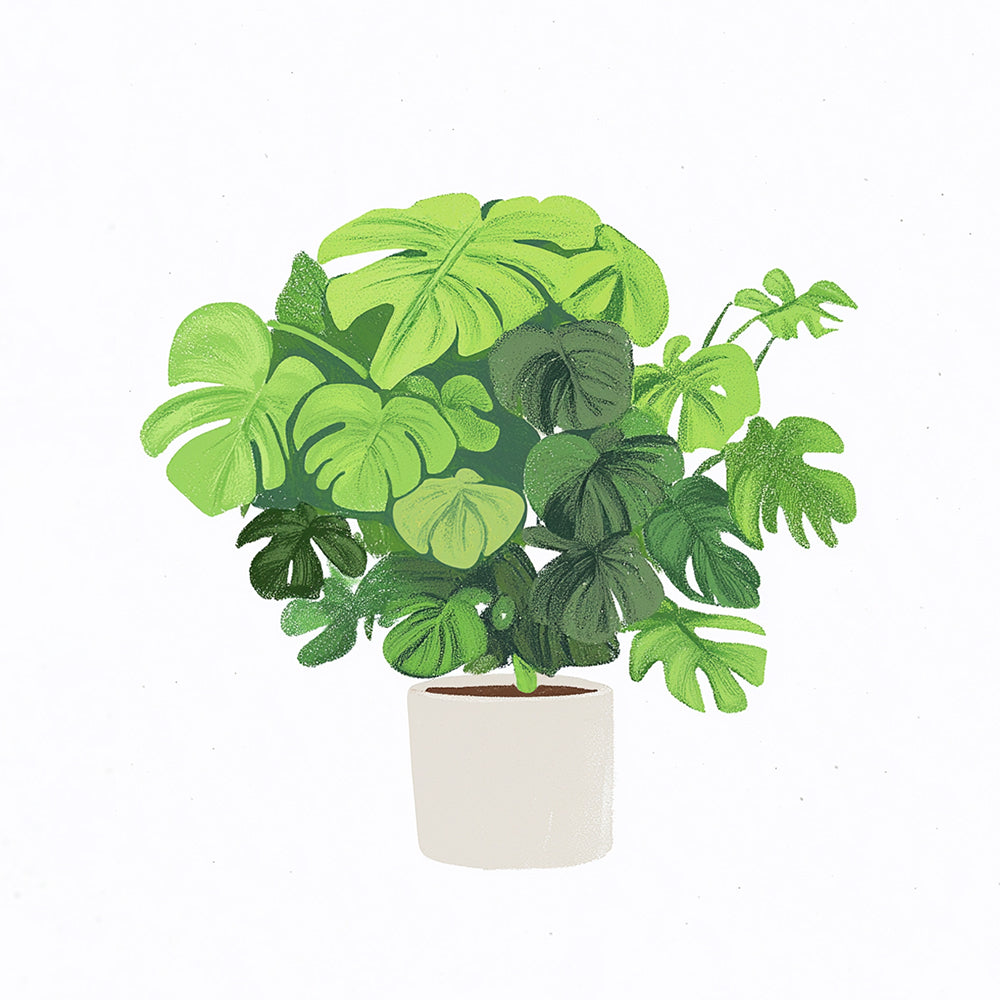 Planta Monstera en Maceta Mini Pintar por Números