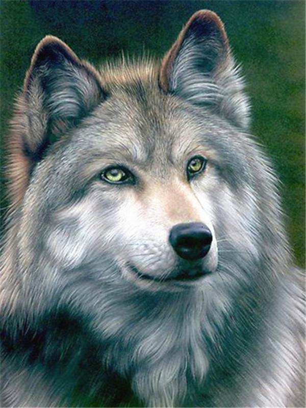 Animal Lobo Pintar por Números PBNWOLFL15