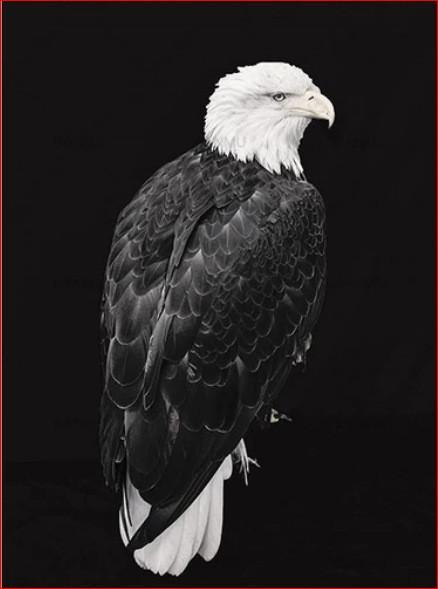 Águila Blanca y Negra Pintar por Números