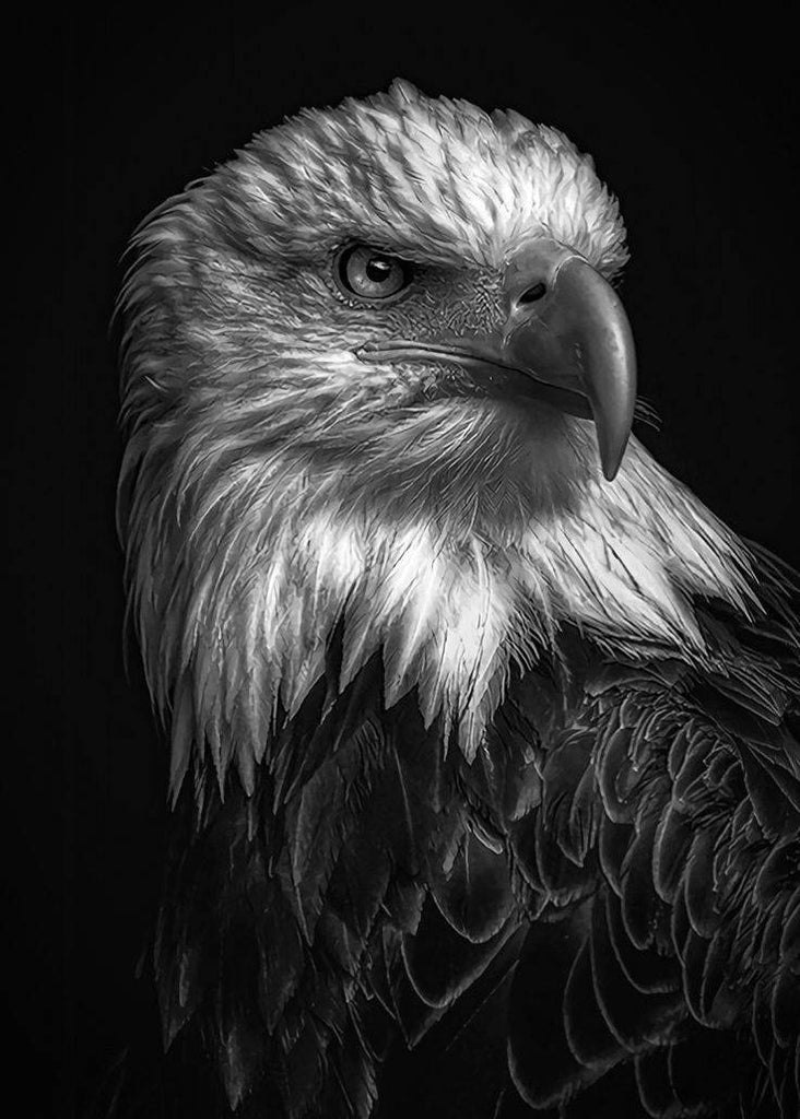 Águila en Blanco y Negro Pintar por Números