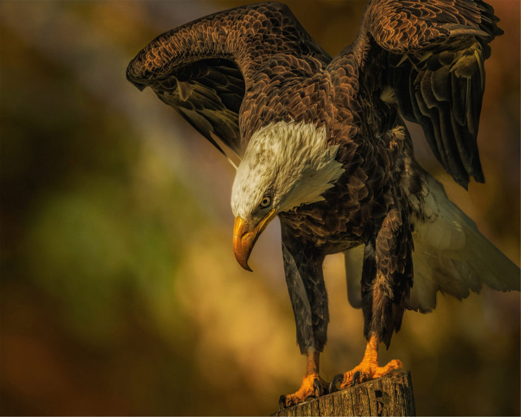 Águila Silvestre Volando Pintar por Números