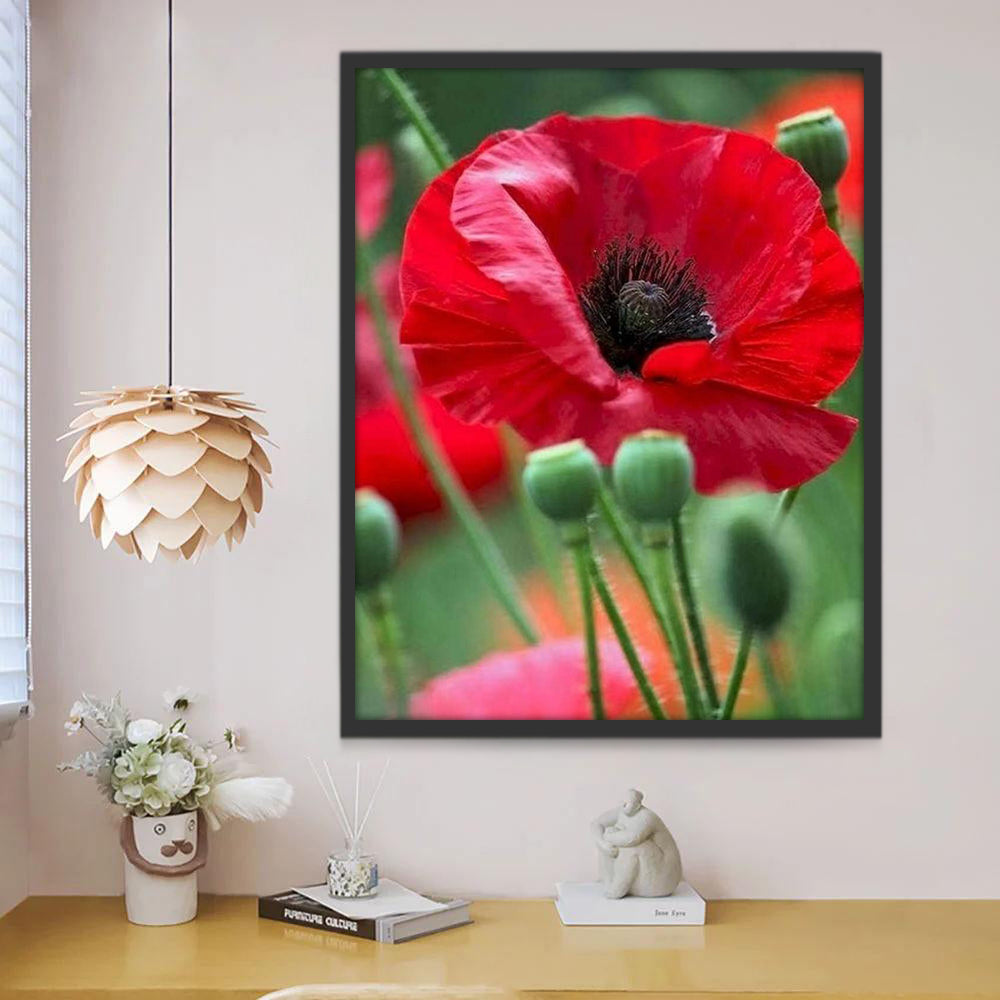 Amapola Roja de Cerca entre las Plantas de Opios Pintar por Números