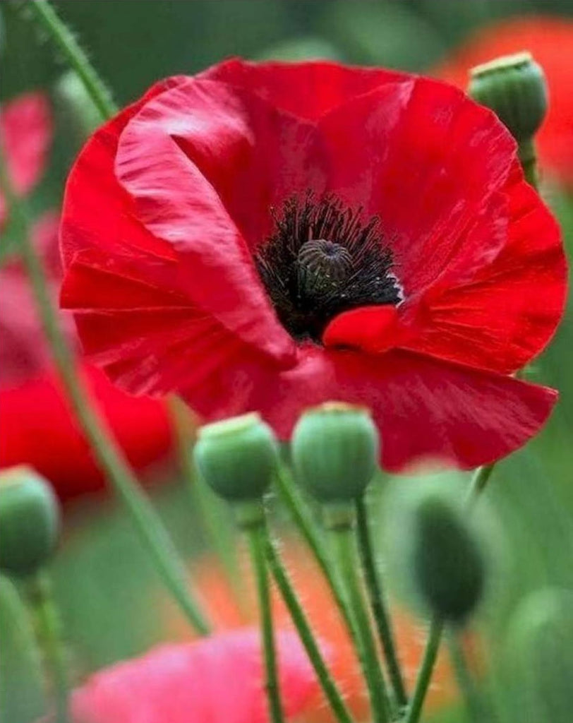 Amapola Roja de Cerca entre las Plantas de Opios Pintar por Números