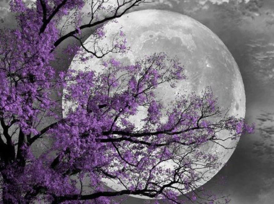 Árbol de Flores Moradas y la Luna Llena Pintar por Números