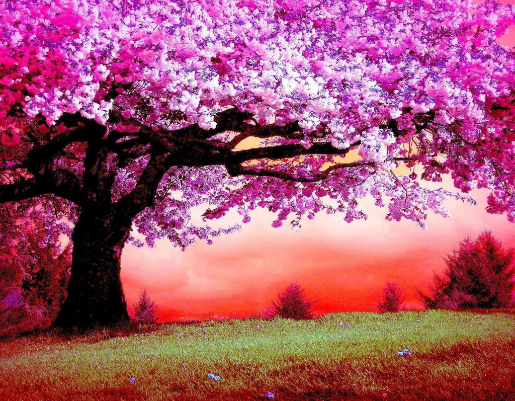Árbol Grande de Flores Moradas en el Césped Pintar por Números