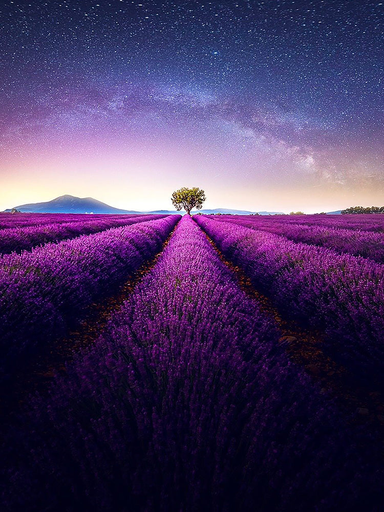 Árbol y Campo de Lavanda y Estrellas Pintar por Números