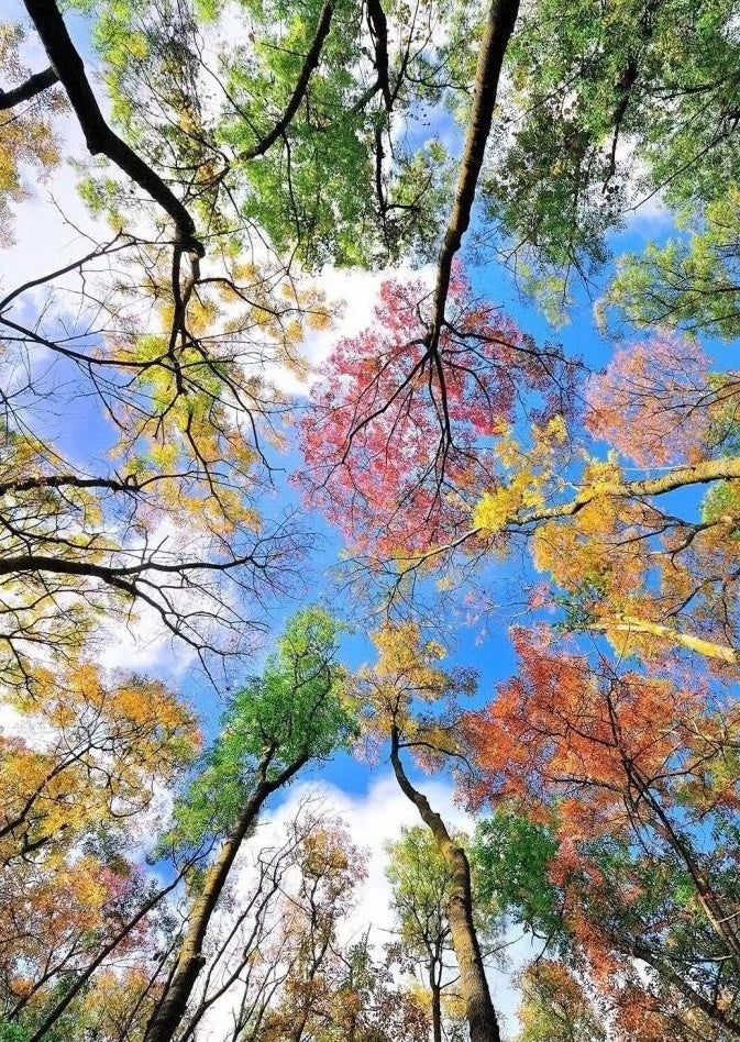 Árboles de Colores Diferentes Vistos desde Abajo Pintar por Números