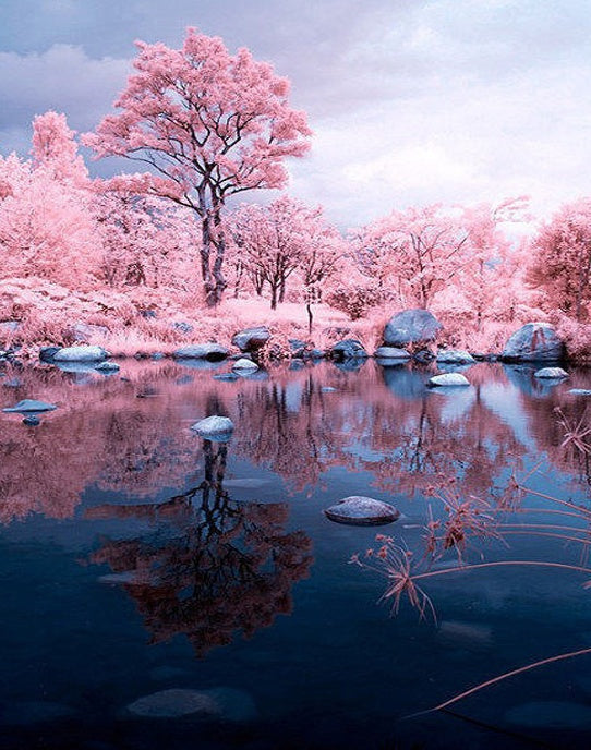 Árboles de Flores Rosadas y Lago con Piedras Pintar por Números