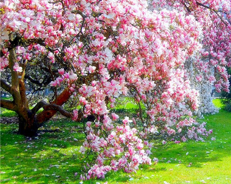 Árboles de Magnolias Rosadas al Sol y Césped Verde Pintar por Números