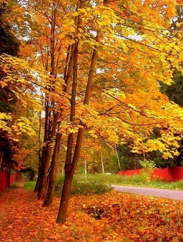 Árboles y Hojas Caídas en el Otoño Pintar por Números