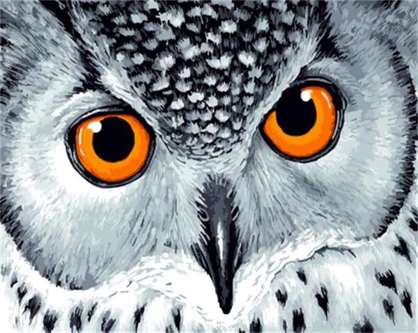 Búho con Ojos Anaranjados Pintar por Números