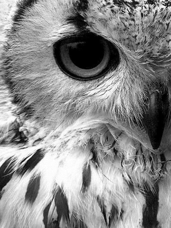 Búho en Blanco y Negro Pintar por Números
