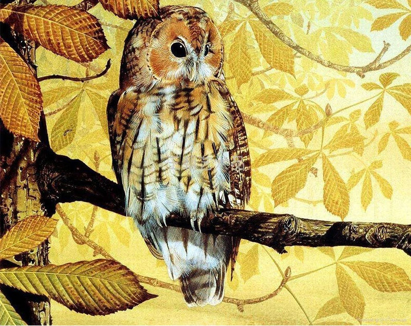Búho en Rama de Hojas Doradas Pintar por Números
