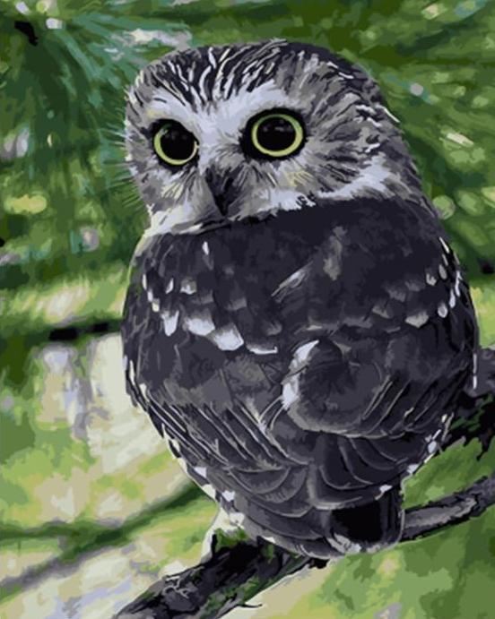 Búho Lindo Negro en Ramas Pintar por Números