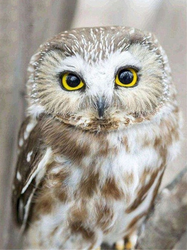 Búho Pequeño Lindo Pintar por Números