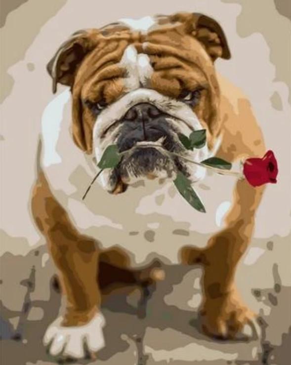 Bulldog con una Rosa en Su Boca Pintar por Números