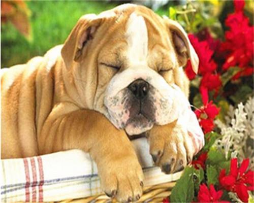 Bulldog Dormido y Flores Rojas Pintar por Números