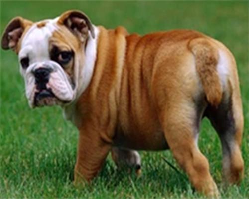 Bulldog en el Césped Pintar por Números