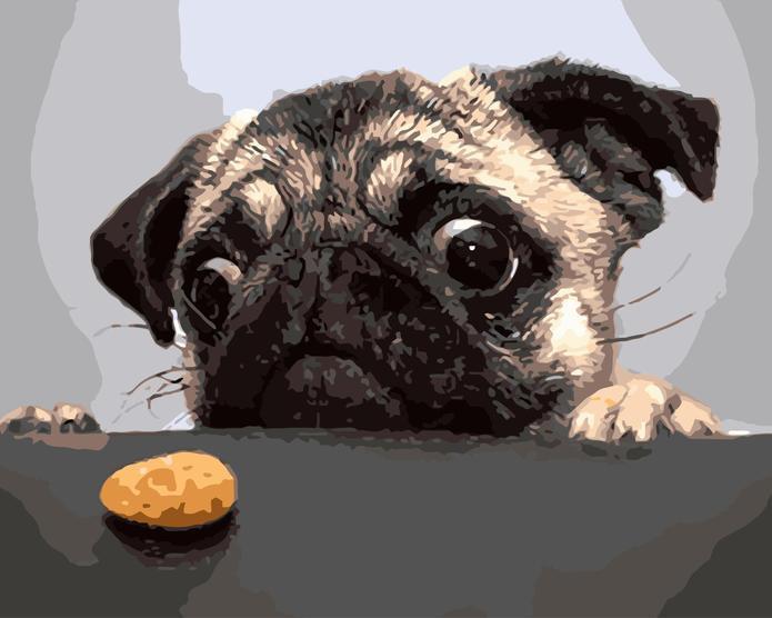 Bulldog Mirando Comida Pintar por Números