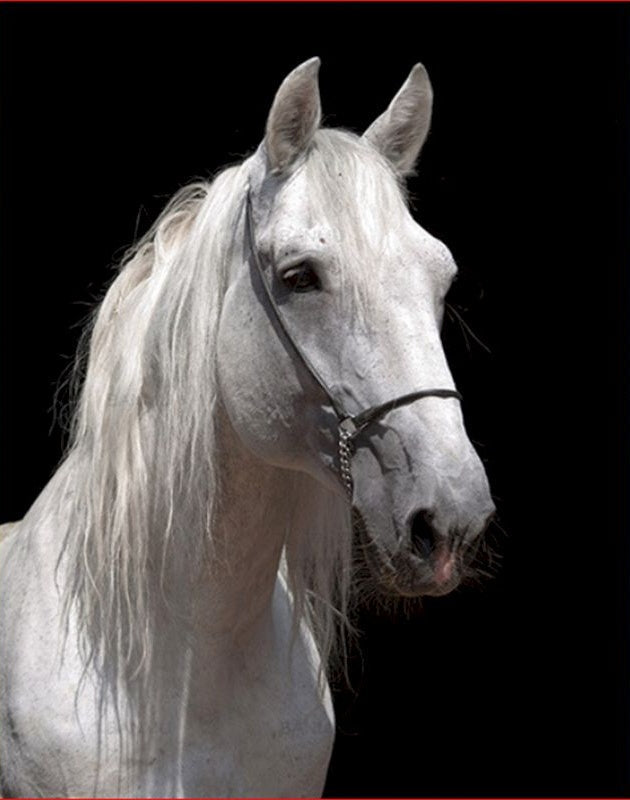 Caballo Blanco con Fondo Negro Pintar por Números