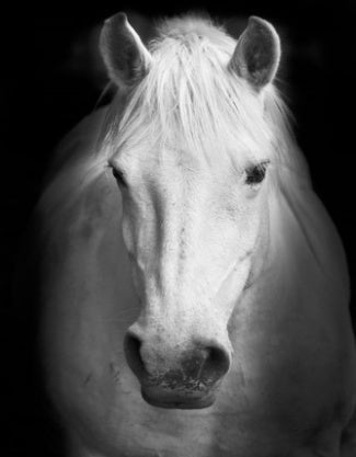 Caballo Blanco con Fondo Negro Pintar por Números