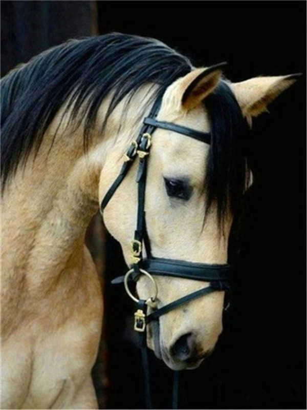 Caballo Blanco con Melena Negra y Cabestro Pintar por Números