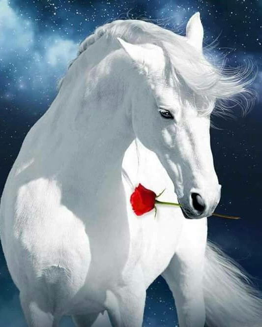 Caballo Blanco con una Rosa Roja en Su Boca Pintar por Números