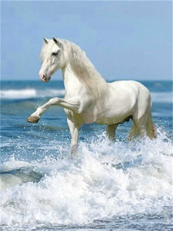 Caballo Blanco en Olas Marinas Pintar por Números
