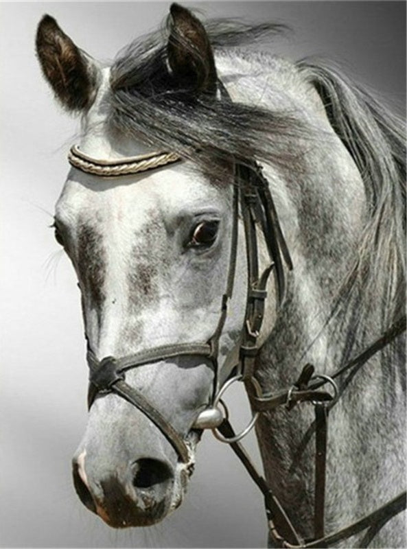 Caballo con Cabestro en Blanco y Negro Pintar por Números