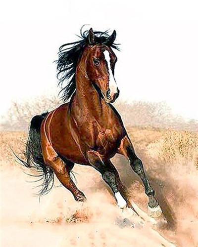 Caballo Marrón Corriendo en el Polvo Pintar por Números