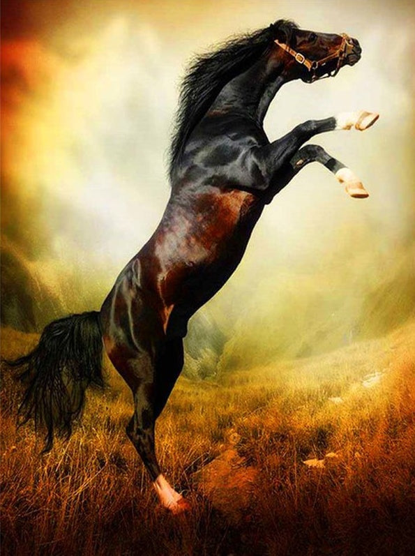 Caballo Negro de Pie con Dos Patas Pintar por Números