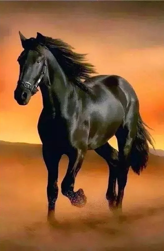 Caballo Negro en Camino Polvoriento Pintar por Números