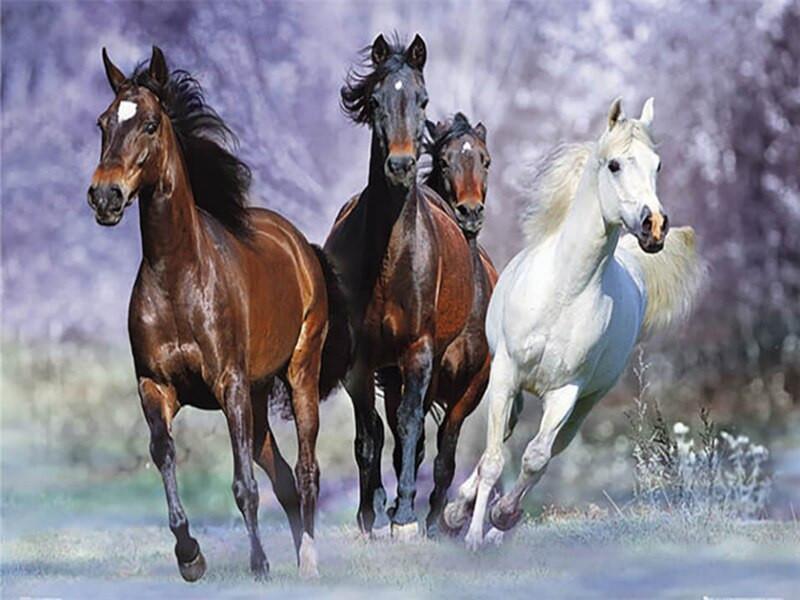 Caballos Corriendo en Hierba Pintar por Números