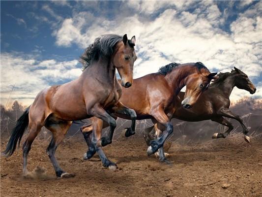 Caballos Marrones Corriendo Bajo Cielo Azul Pintar por Números