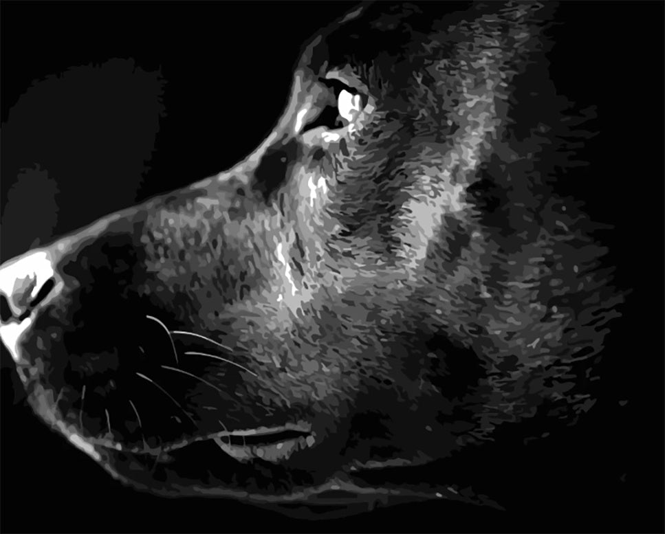 Cabeza de Perro en Blanco y Negro Pintar por Números