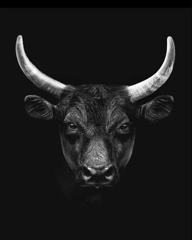 Cabeza de Vaca en el Fondo Negro Pintar por Números