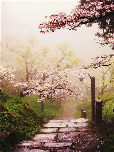 Camino entre Árboles de Flores Rosadas Pintar por Números