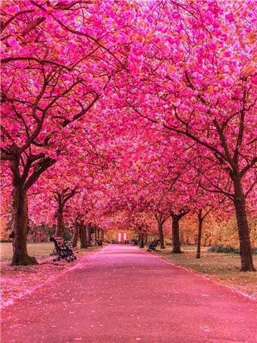 Camino entre Árboles Rosados Pintar por Números