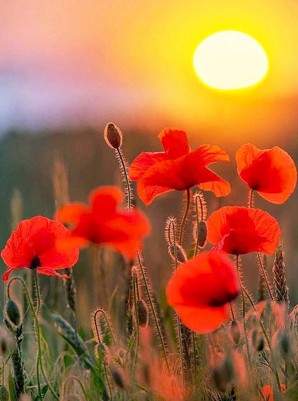 Campo de Amapolas de Color Rojo al Atardecer Pintar por Números