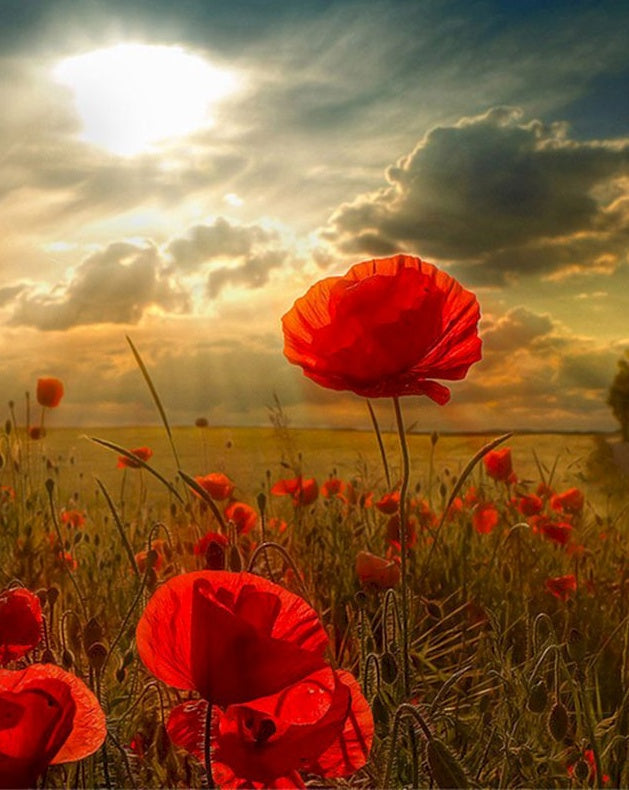 Campo de Amapolas Rojas Silvestres al Sol Pintar por Números